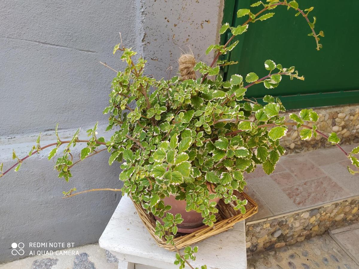 Apartments Ante Tribalj エクステリア 写真